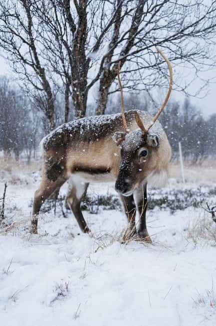 Svolvær: Sami Culture and Reindeer Experience - Quick Highlights You Should Know