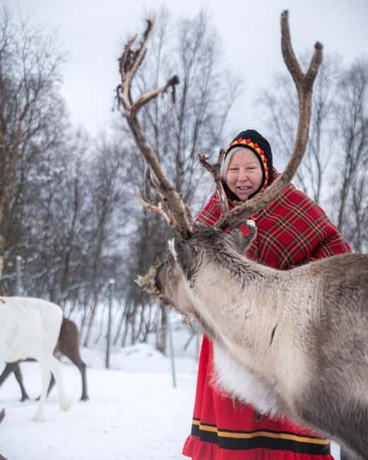Svolvær: Sami Culture and Reindeer Experience - Reindeer Paddock Time: Feeding, Petting, and Staying Respectful