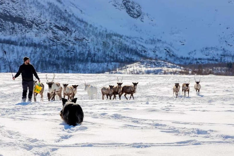 Svolvær: Sami Culture and Reindeer Experience - Lunch by Season: Packed in Summer, Warm in Winter