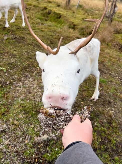 Svolvær: Sami Culture and Reindeer Experience - Guide Style in a Small Group of 8