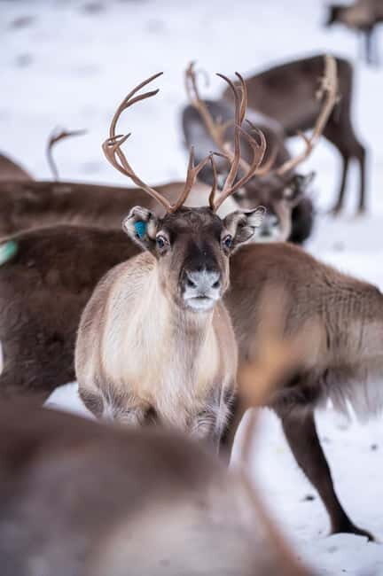 Svolvær: Sami Culture and Reindeer Experience - Price and Value of a $240 Six-Hour Day Trip