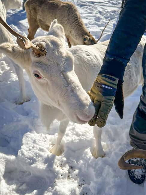 Svolvær: Sami Culture and Reindeer Experience - Souvenirs, Photos, and Practical Tips for Cold-Weather Comfort