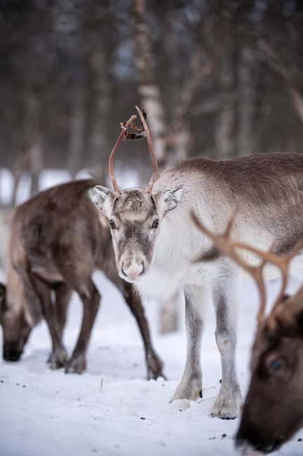Svolvær: Sami Culture and Reindeer Experience - Should You Book This Sami and Reindeer Experience?