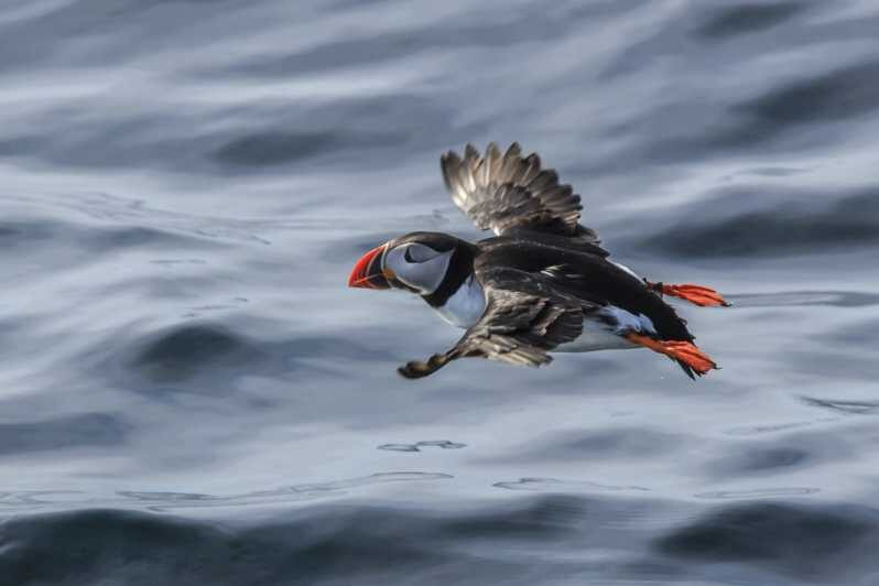 The Bird Safari Tour - The arctic island bus ride: fjords, mountains, and quick wins