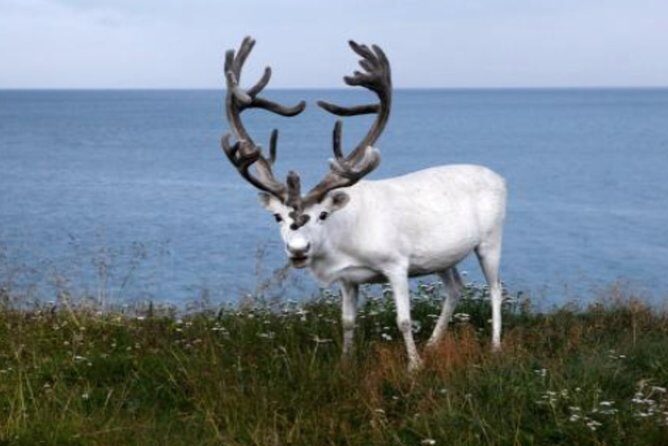The North Cape, Reindeer and Sami Families Tour - Guides, Narration, and How the Sound System Affects the Day