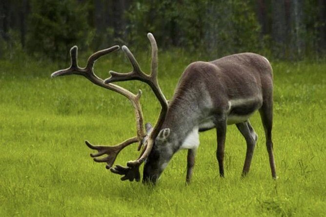 The North Cape, Reindeer and Sami Families Tour - Nordkapphallen (North Cape Visitor Center): Use Your 1 hr 20 Well