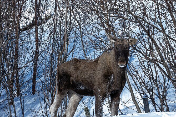 Tour of the authentic fjords of Kvaløya - Stops and photo timing: what to watch for