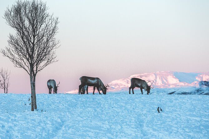 Tour of the authentic fjords of Kvaløya - Who this tour is best for