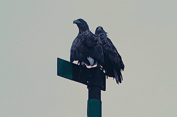 Trollfjord and Sea Eagle Safari Tour from Svolvaer - Who This Tour Fits (and Who Should Rethink)