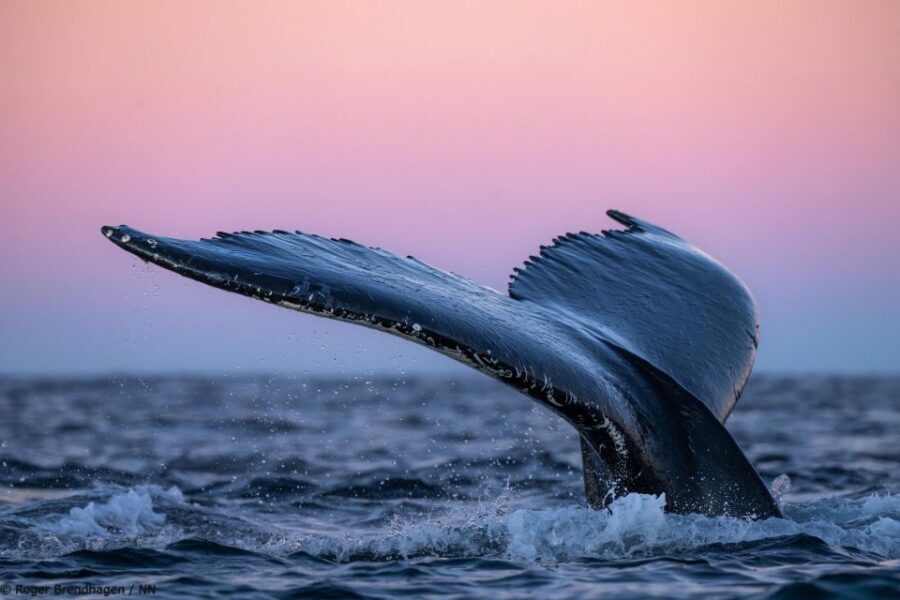 Tromsø: 24hr Northern Lights & Whale Watching Cruise - Dinner at sea: three courses, real warmth, and fewer meal hassles