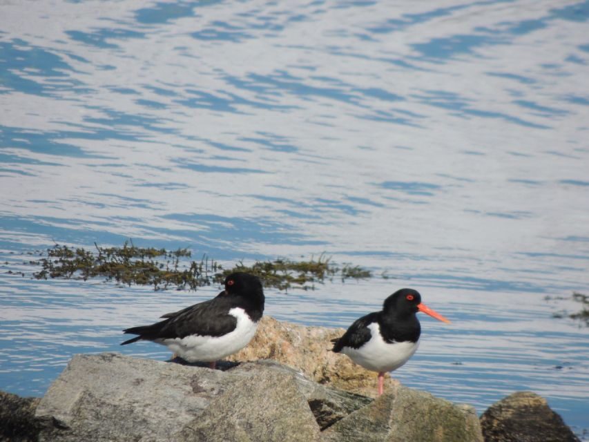 Tromso: All-Inclusive Arctic Fjords and Sommarøy Scenic Tour - Price and value: what you’re paying for at $215 per person