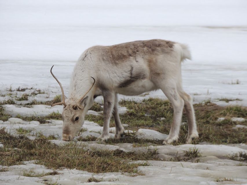 Tromso: All-Inclusive Arctic Fjords and Sommarøy Scenic Tour - Who this tour is best for (and who should reconsider)