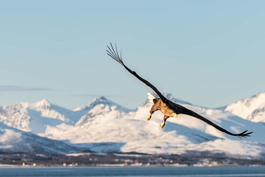 Tromsø: Arctic Fjord Cruise & Fishing Experience - Ryøya (Ryaøya): The Photo Stop That Feels Like a Wildlife Briefing