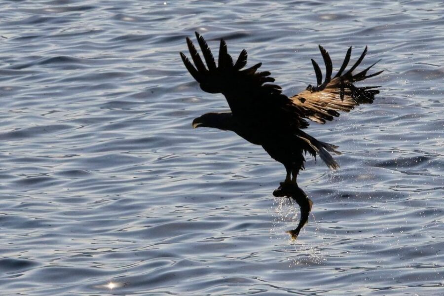 Tromsø: Arctic Fjord Cruise & Fishing Experience - Mid-Cruise Wildlife Search: Small Wins Add Up Fast