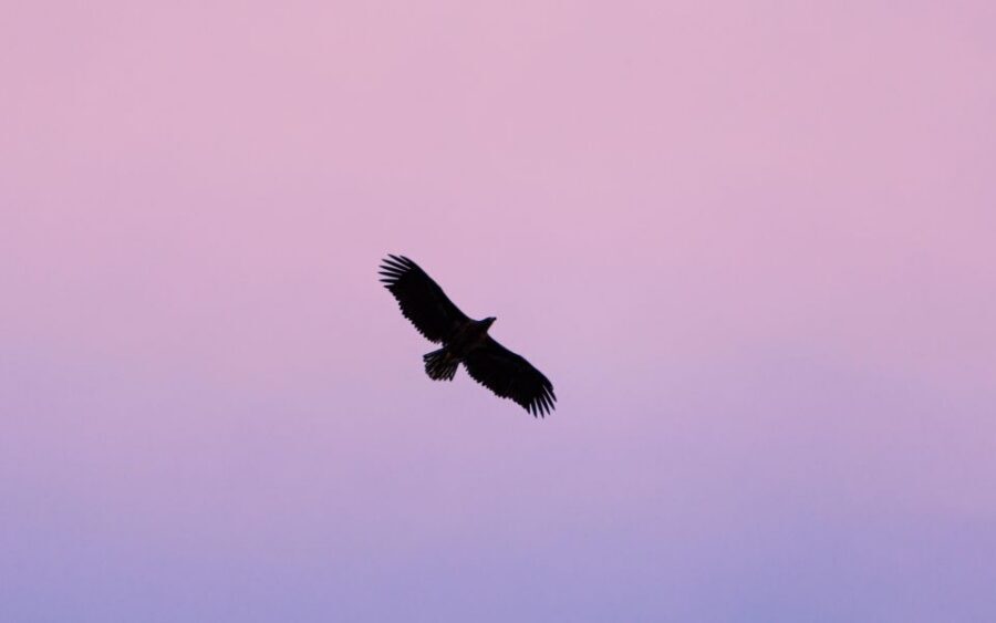 Tromsø: Arctic Fjord Cruise in Polar Landscapes - Wildlife spotting along the shores: sea eagles, seals, and the weather reality