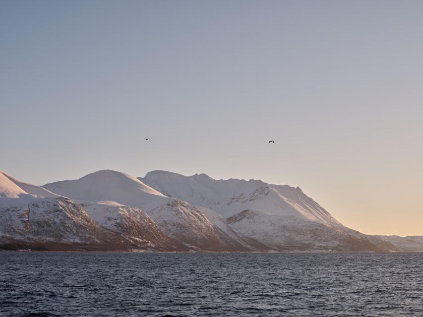 Tromsø: Arctic Fjord Cruise in Polar Landscapes - Included value vs. what costs extra (and how to plan your money)
