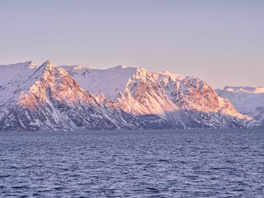 Tromsø: Arctic Fjord Cruise in Polar Landscapes - Who this Arctic fjord cruise is best for (and who should think twice)