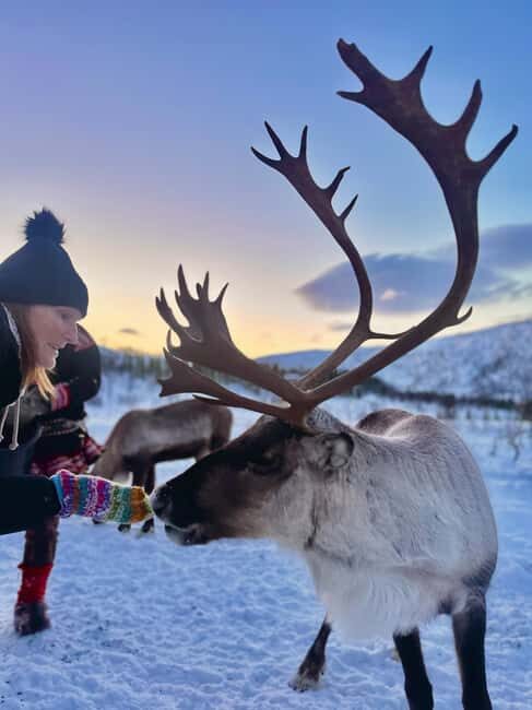 Tromsø: Arctic fjord sightseeing, Reindeer feeding and lunch - Key things that make this tour work