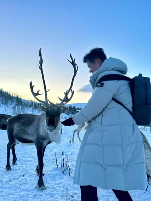 Tromsø: Arctic fjord sightseeing, Reindeer feeding and lunch - From Tromsø to Kvaløya: the fjord road trip you’ll actually enjoy