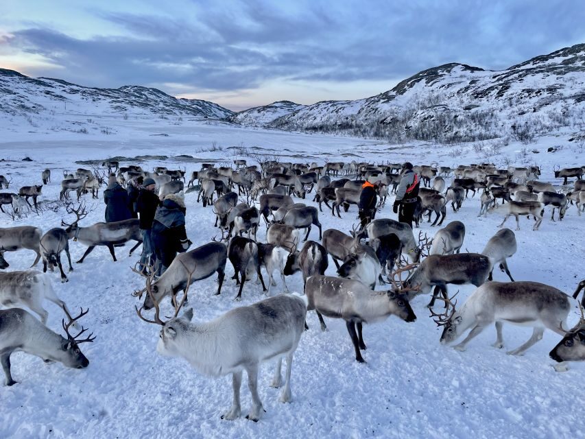 Tromsø: Arctic fjord sightseeing, Reindeer feeding and lunch - Sommarøy and the Sommarøy Arctic Hotel lunch: a proper break, not just fuel