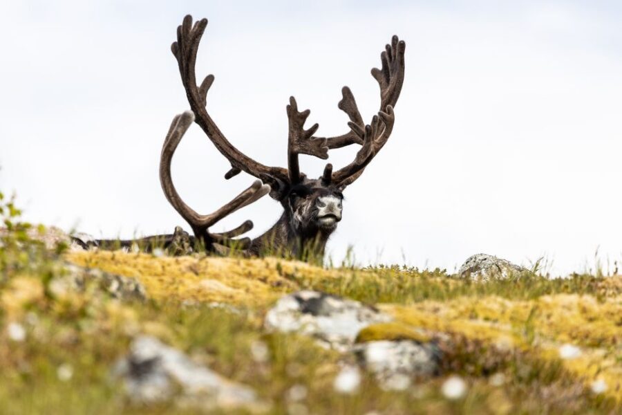 Tromsø: Arctic Fjords Tour to Kvaløya with Panoramic Lunch - What to bring (and what to avoid) for an Arctic half-day
