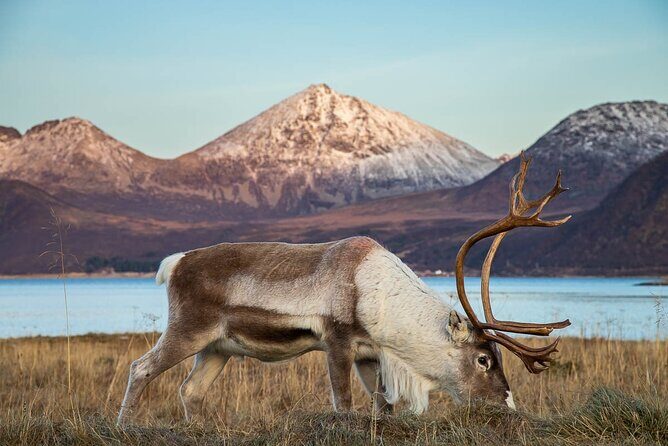 Tromsø: Arctic Landscapes Hiking / Snowshoeing Tour in the wild - Price and value: what $166.54 buys you in Tromsø