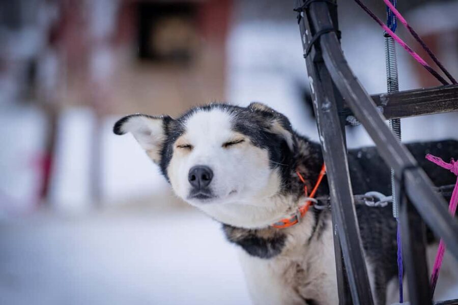Tromsø: Dog Sledding Adventure at Camp Aspemo - Key Highlights You’ll Actually Care About