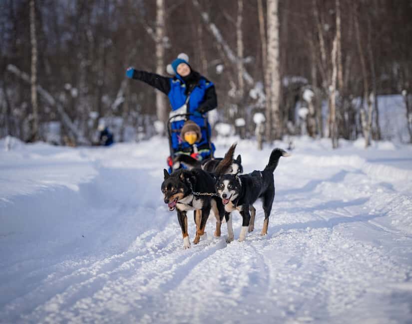 Tromsø: Dog Sledding Adventure at Camp Aspemo - Price and Value: Is $271 Worth It?