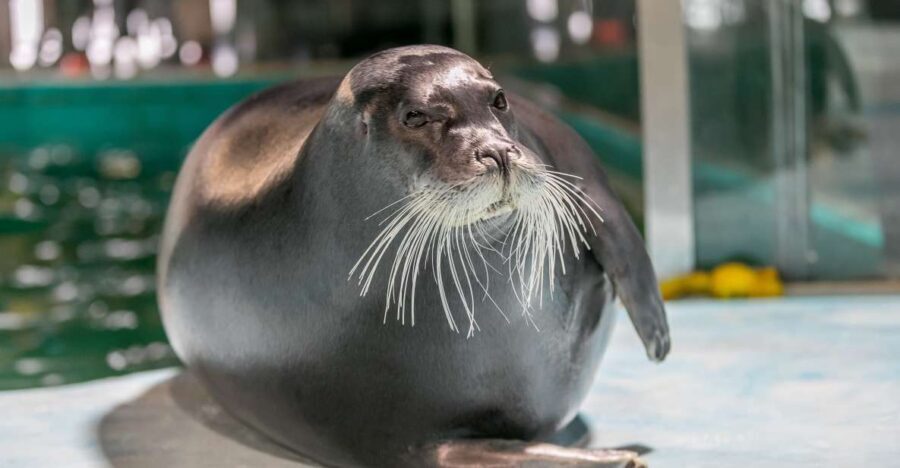 Tromsø: Entrance Ticket to Polaria - Bearded seals at close range: what makes this visit special