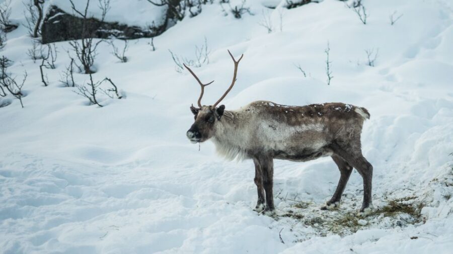 Tromsø: Exclusive Fjord Adventure by Bus - Key highlights to look for