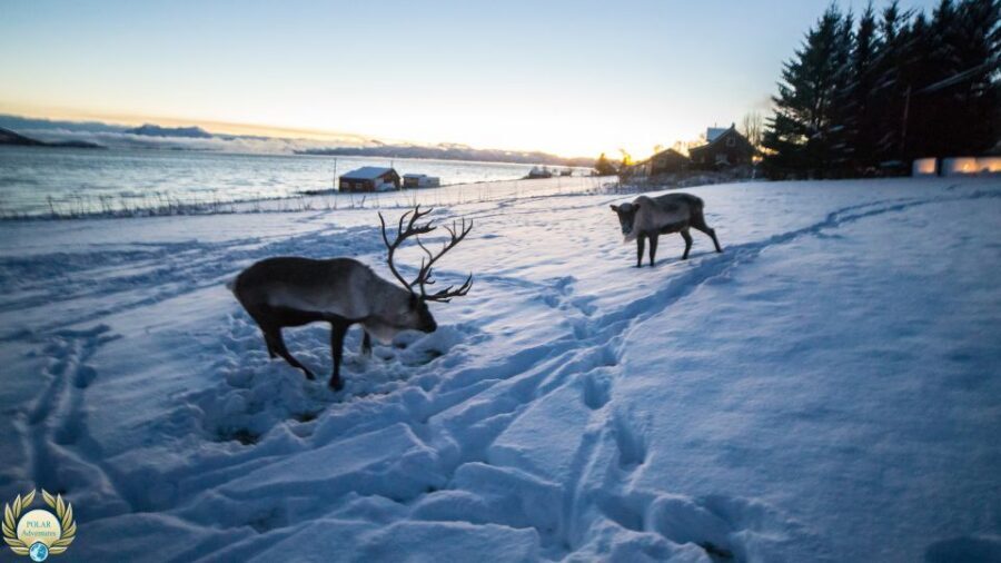 Tromsø: Exclusive Fjord Adventure by Bus - Wildlife chances in the Arctic: what’s realistic