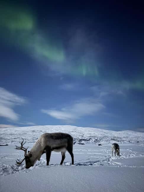 Tromsø: Exclusive Sámi Reindeer Experience with herders - Key things that make this Sámi reindeer experience special
