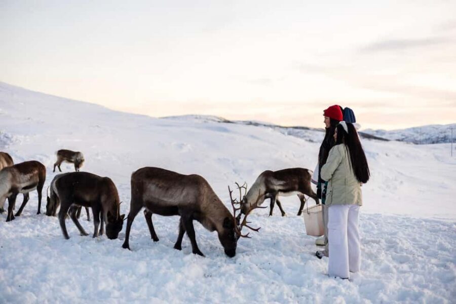Tromsø: Exclusive Sámi Reindeer Experience with herders - Tromsø’s Kvaløya reindeer night-sky calm: what you’re really buying