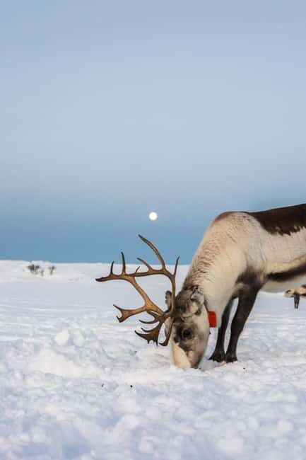 Tromsø: Exclusive Sámi Reindeer Experience with herders - Inside the lavvo experience: coffee, light food, and stories in context