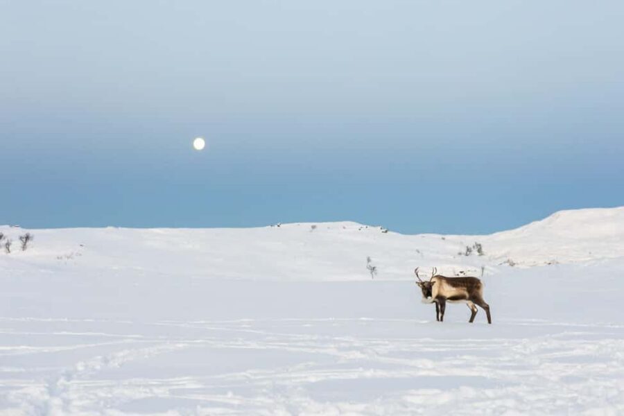 Tromsø: Exclusive Sámi Reindeer Experience with herders - The winter grazing grounds: where reindeer move freely