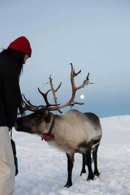 Tromsø: Exclusive Sámi Reindeer Experience with herders - Feeding the reindeer: hands-on, but still respectful