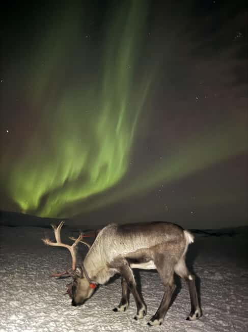 Tromsø: Exclusive Sámi Reindeer Experience with herders - Meet the herders: stories that connect past and present
