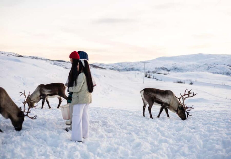Tromsø: Exclusive Sámi Reindeer Experience with herders - What the 150 minutes feels like in real time