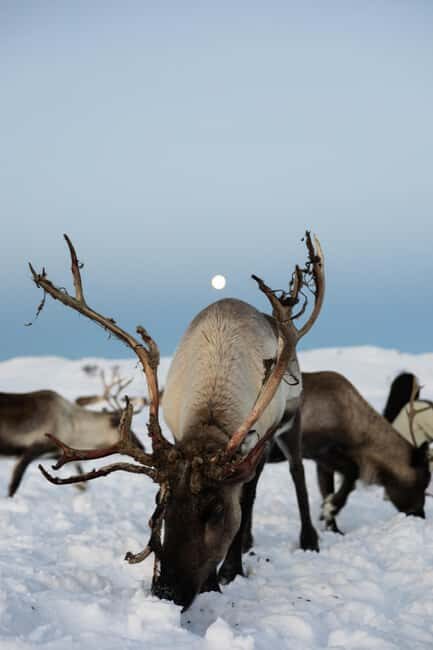 Tromsø: Exclusive Sámi Reindeer Experience with herders - Who this tour is best for (and who should skip it)