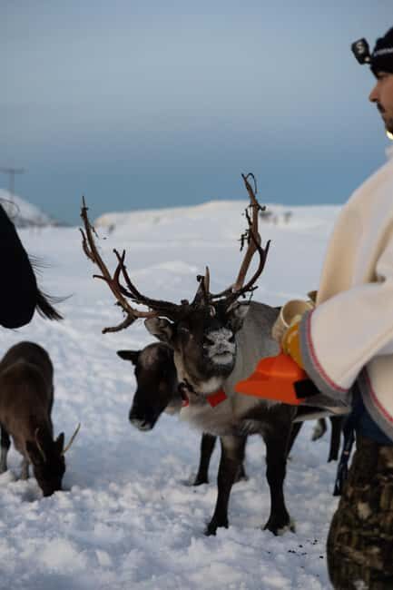 Tromsø: Exclusive Sámi Reindeer Experience with herders - Getting to the winter site near Tromsø (and why the walk is part of the deal)