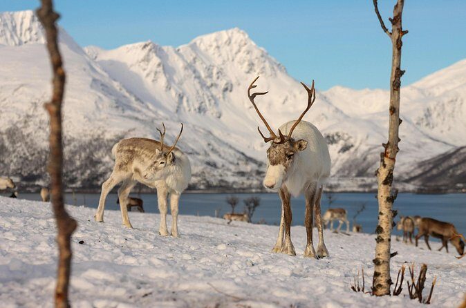 Tromso Excursion Artica Fjords and Sommaroy Islands with lunch - The return drive to Tromsø: panoramic views and wildlife chances