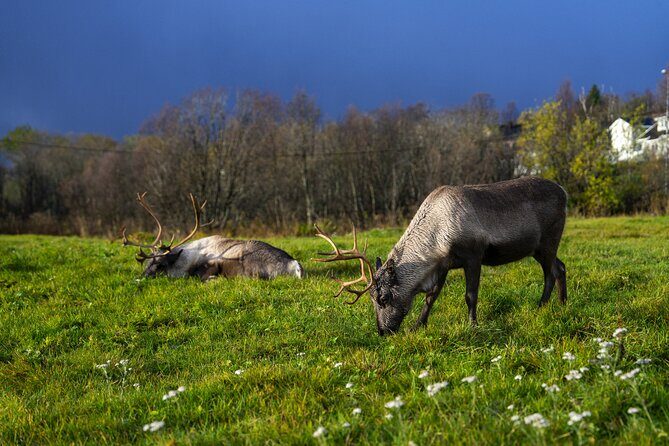 Tromsø: Fjord Adventure Tour with Wildlife and Lunch - Seaside Lunch in the Cold: Warm Food, Hot Drinks, and a Real Break