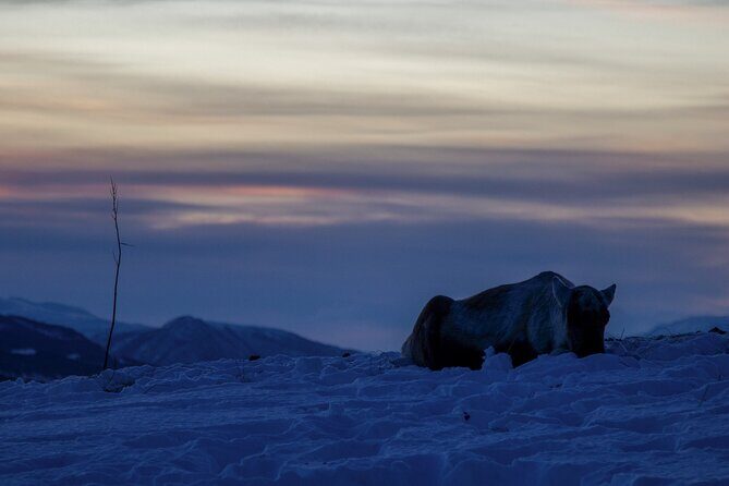 Tromsø: Fjord Adventure Tour with Wildlife and Lunch - Who Should Book This Tour (and Who Might Not Love It)