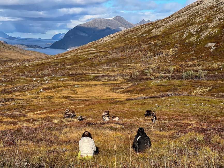 Tromso: Fjord Arctic Adventure Expedition - Wildlife Along the Road: Reindeer, Eagles, and How to Manage Expectations
