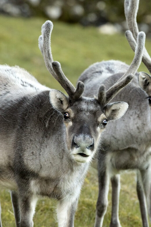 Tromso: Fjord Arctic Adventure Expedition - Price and Value: What $85 Buys in the Real World