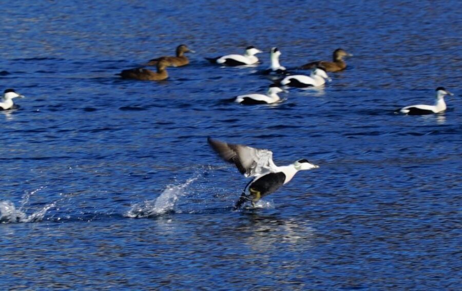 Tromsø: Fjord Cruise by Luxury Yacht - Thermal Suits, Warm Drinks, and Fish Soup That Actually Hits