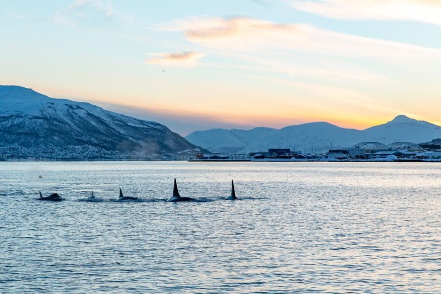 Tromsø: Fjord History Cruise with Snack and Drinks - Storytelling That Links Ship History to the Arctic Around You