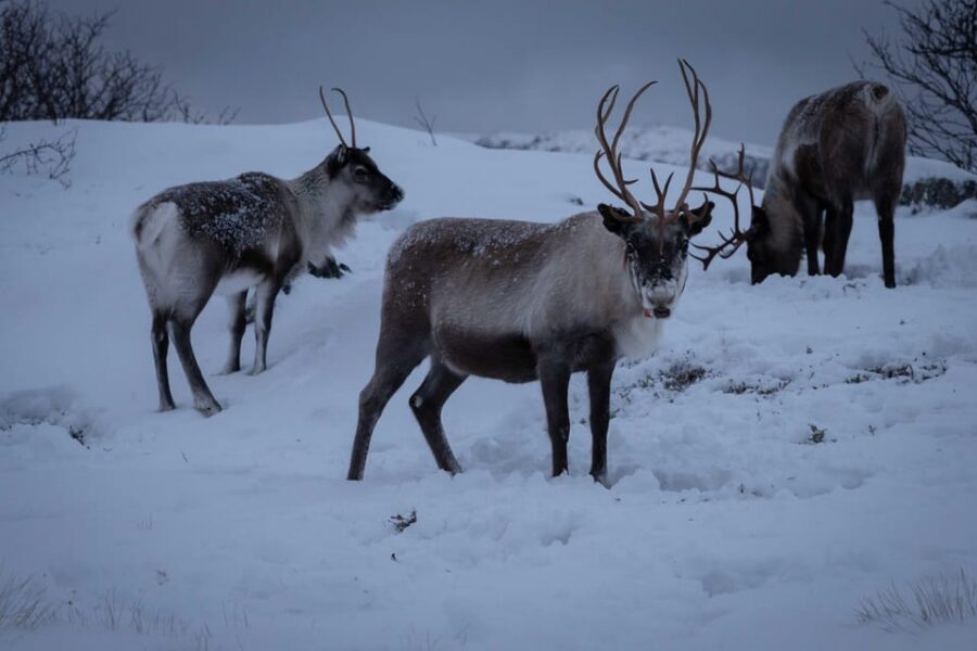 Tromsø: Fjords & Beaches Tour with campfire and Arctic food - Stop 2: Grøtfjord, Rekvikeidet Pass, and Winter Story Stops