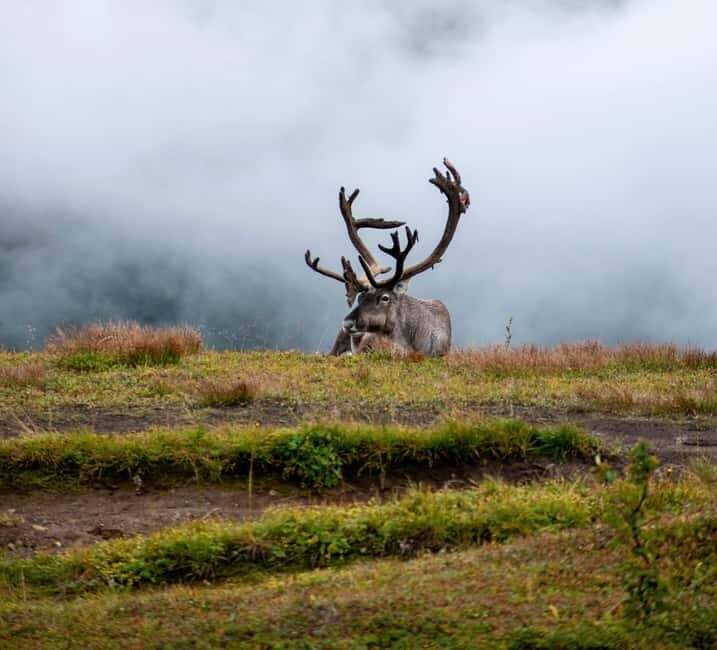 Tromsø: Fjords & Sommarøy Tour with Warm Local Lunch Option - Sommarøy Island time: white beaches, turquoise water, and a cold swim option