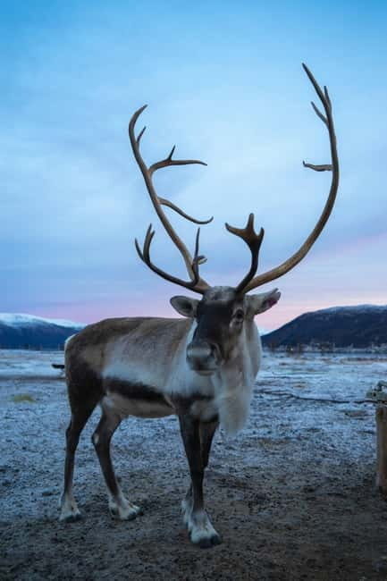 Tromsø: Fjords & Sommarøy Tour with Warm Local Lunch Option - Timing and pacing: why the stops feel right